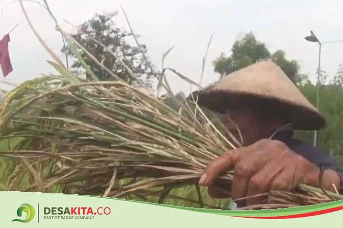 Serangan Hama Wereng Meluas, Petani di Desa Bareng Jombang Terancam Gagal Panen