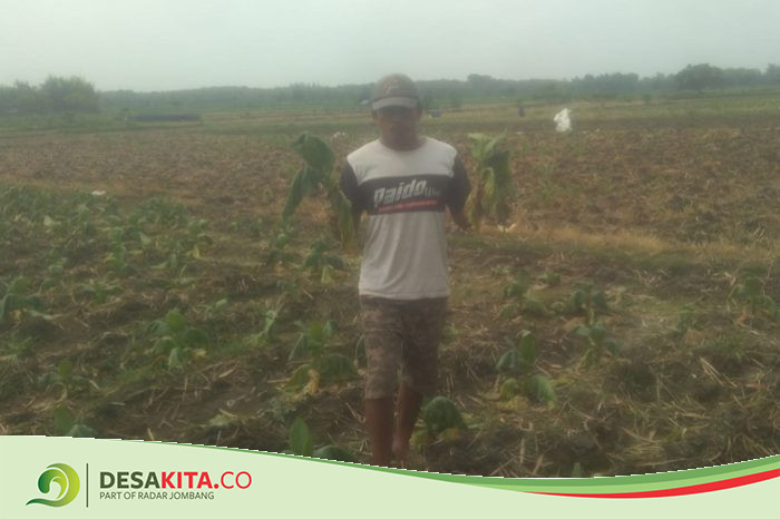 Tersebar Merata di 9 Desa, Ratusan Hektare Tanaman Tembakau di Jombang Mati Akibat Anomali Cuaca