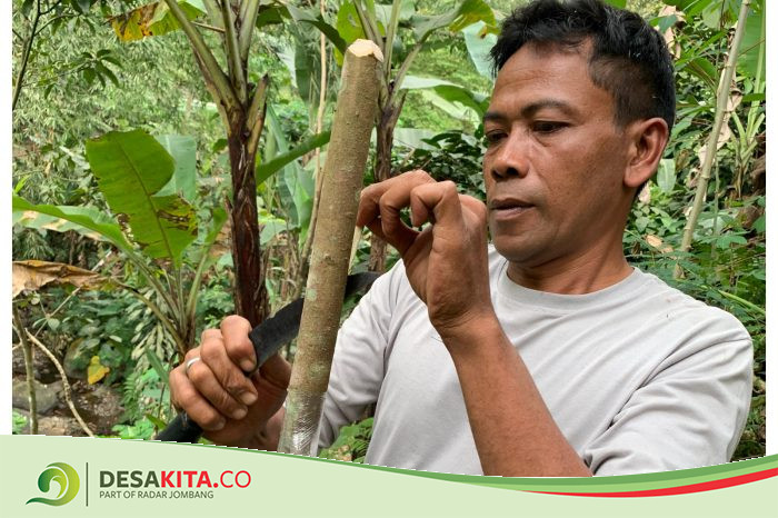 Musim Bunga Durian, Warga Desa Carangwulung Jombang Lakukan Sambung Batang, Begini Caranya