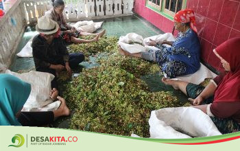 Potensi Panen Cengkeh di Wonosalam Capai 162 Ton, Begini Upaya Dinas Pertanian