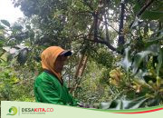 Jadi Komoditi Unggulan, Harga Jual Cengkeh Zanzibar Asli Wonosalam Jombang Melambung