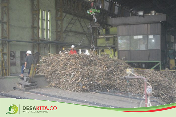 Tingkatkan Produktivitas, PT SGN PG Tjoekir Tanam Tebu Sendiri Mulai Tahun Depan