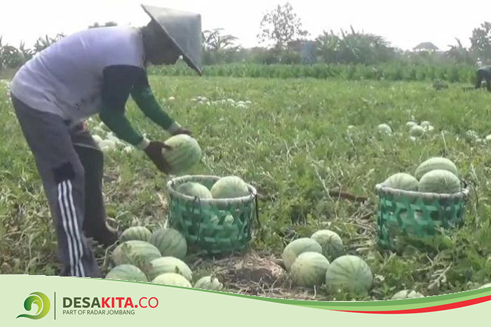Musim Kemarau, Hasil Panen Semangka di Desa Ini di Jombang Melimpah, Bikin Petani Full Senyum