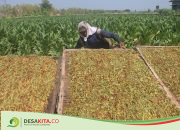 Harga Jual Tinggi, Petani Tembakau di Desa Kabuh Jombang Ini Jutru Elus Dada, Ini Penyebabnya