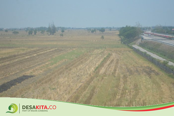 Alasan Petani di Kecamatan Kesamben Jombang Biarkan Lahan Nganggur Tak Ditanami