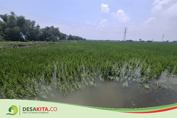 Sudah Lima Kali Tanam, Puluhan Hektare Sawah di Kesamben Jombang Tetap Kebanjiran