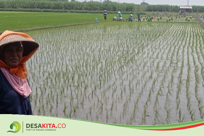 Harga Jual Gabah Naik, Petani di Desa Balongbesuk Jombang Sumringah Tanam Padi