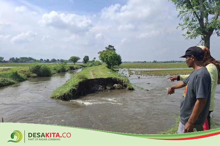 Tanggul di Desa Pucangsimo Jombang Jebol, Bikin Sawah Petani Tergenang