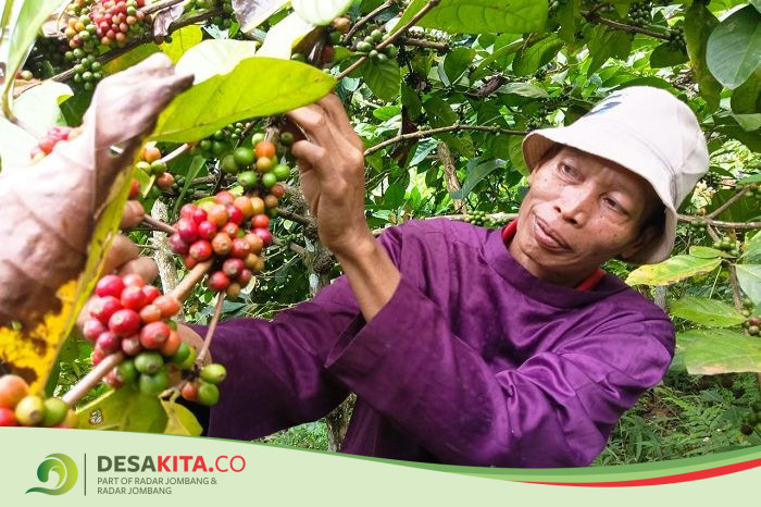 Panen Melimpah, Kopi Robusta Jadi Andalan Petani di Desa Panglungan Wonosalam Jombang