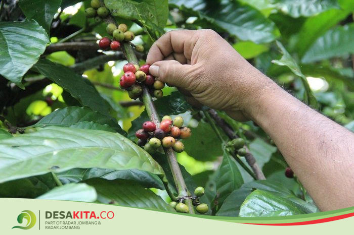 Disperta: Areal Tanaman Kopi di Jombang Capai 1.218 Hektare