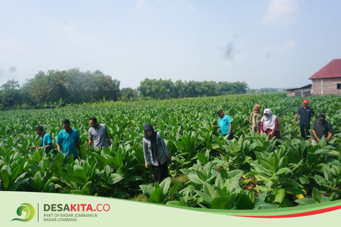 Desa Kepuhrejo, Kecamatan Kudu Jombang Ditetapkan Desa Tematik Tembakau