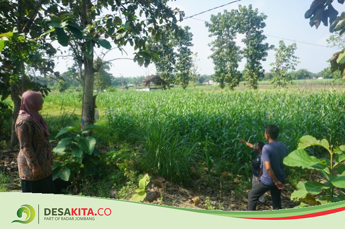 Hasil Panen Melimpah, Desa Made Kecamatan Kudu Jombang Ditetapkan Sebagai Desa Tematik Ketahanan Pangan