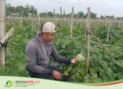 Diguyur Hujan, Tanaman Melon Rusak, Bikin Petani di Desa Ini di Jombang Terancam Gagal Panen
