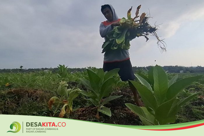 Tanaman Layu, Panen Tembakau di Desa Pengampon Jombang Merugi