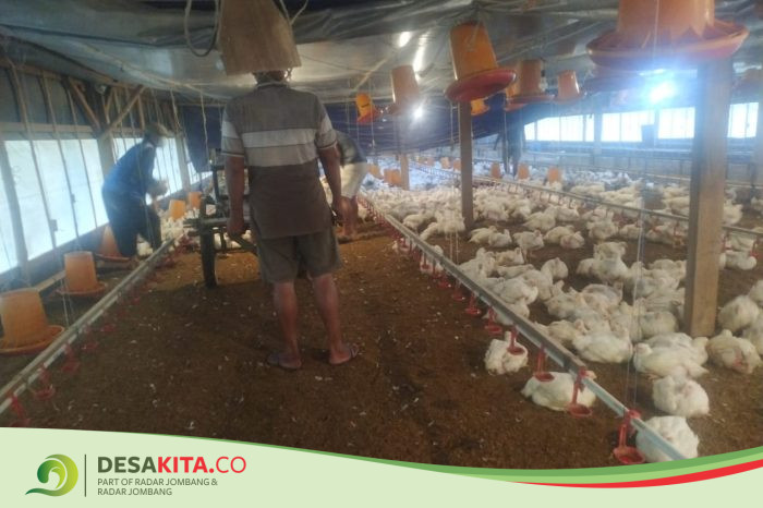 Desa Bangun, Kecamatan Pungging Perkuat Ketahanan Pangan dengan Peternakan Ayam Potong