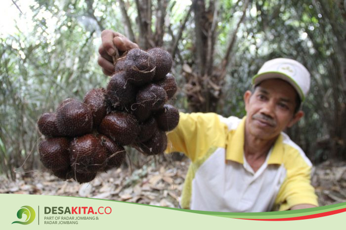Hasil Panen Melimpah, Kecamatan Wonosalam Penyumbang Terbesar Salak di Jombang