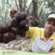 Hasil Panen Melimpah, Kecamatan Wonosalam Penyumbang Terbesar Salak di Jombang