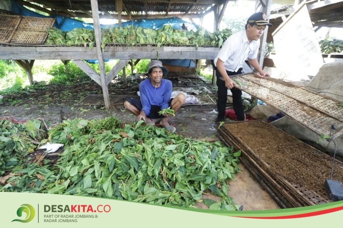 Desa Mojowono, Kecamatan Kemlagi Fasilitasi Gudang Penyimpanan Tembakau