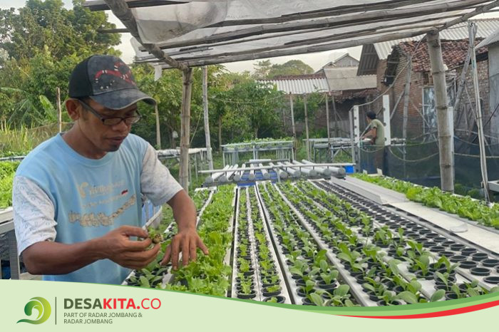 Berkat Pakcoi, Warga Desa di Jombang Ini Raup Cuan Jutaan Rupiah dari Halaman Rumah