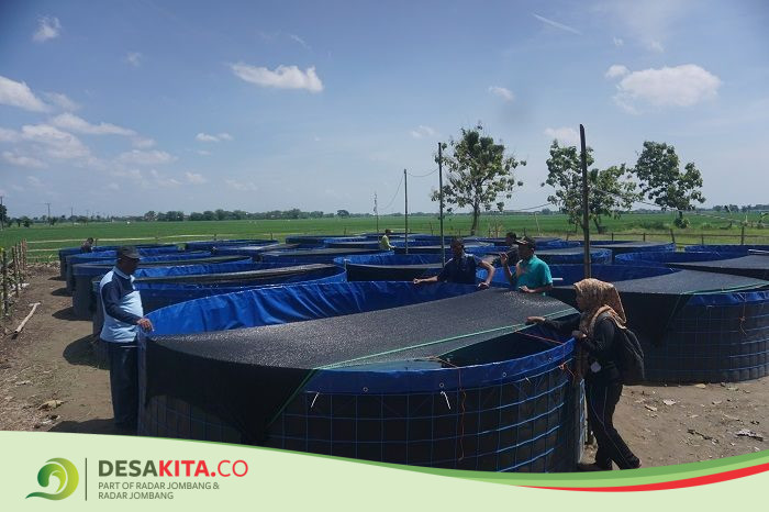 Patut Dicontoh! Desa Jatimlerek, Kecamatan Plandaan Jombang Gelontor Dana Desa untuk Budi Daya Ikan Gurami, Ini Tujuannya