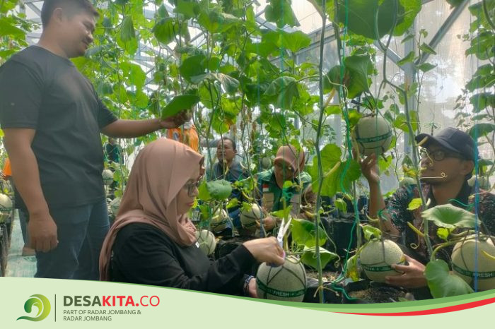Dukung Ketahanan Pangan, Desa Bulurejo, Kecamatan Diwek Kembangkan Budidaya Melon di Kawasan Agrowisata Sumber Celeng