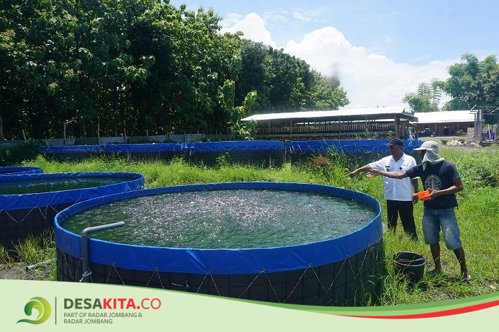 Keren! Desa Denanyar, Kecamatan Jombang Kembangkan Usaha Peternakan Kambing dan Lele lewat BUMDes