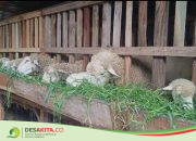 Desa Watesumpak, Kecamatan Trowulan Jaga Ketahanan Pangan dengan Ternak Kambing