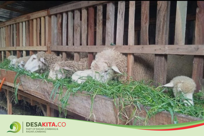 Desa Watesumpak, Kecamatan Trowulan Jaga Ketahanan Pangan dengan Ternak Kambing