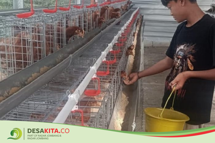 Desa Pulorejo, Kecamatan Dawarbladong Tingkatkan Ekonomi dan Ketahanan Pangan lewat Ternak Ayam Petelur