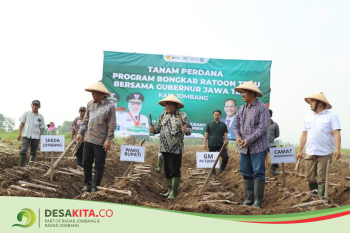 PG Tjoekir Sukseskan Program Bongkar Ratoon, Percepat Wujudkan Swasembada Gula Nasional