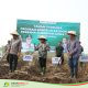 PG Tjoekir Sukseskan Program Bongkar Ratoon, Percepat Wujudkan Swasembada Gula Nasional