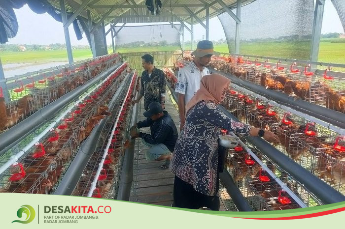 BUMDes di Jombang Ini Bikin Terobosan, Beternak Ribuan Ayam Petelur demi Dongkrak PADes