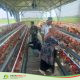BUMDes di Jombang Ini Bikin Terobosan, Beternak Ribuan Ayam Petelur demi Dongkrak PADes