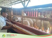 Desa Tempuran, Kecamatan Pungging Jaga Ketahanan Pangan melalui Peternakan Kambing