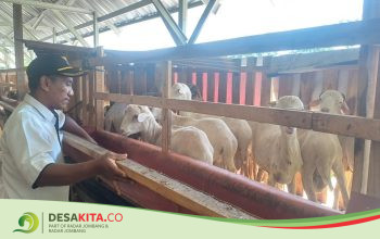 Desa Tempuran, Kecamatan Pungging Jaga Ketahanan Pangan melalui Peternakan Kambing
