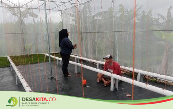 Desa Pungging, Kecamatan Pungging Kembangkan Budi Daya Melon Sistem Hidroponi