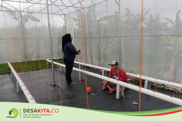 Desa Pungging, Kecamatan Pungging Kembangkan Budi Daya Melon Sistem Hidroponi