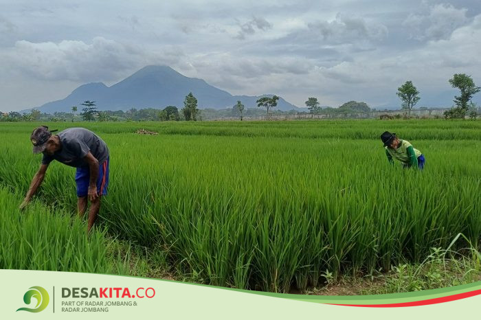 Desa Jiyu, Kecamatan Kutorejo Permudah Aktivitas Tanam demi Menjaga Ketersedian Pangan