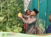 Desa Japan, Kecamatan Sooko, Perkuat Ketahanan Pangan melalui Greenhouse Melon dan Budi Daya Ikan