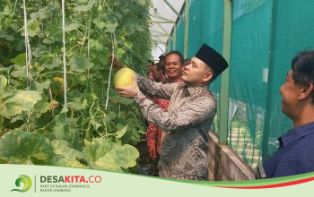 Desa Japan, Kecamatan Sooko, Perkuat Ketahanan Pangan melalui Greenhouse Melon dan Budi Daya Ikan