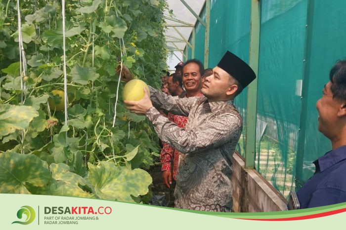 Desa Japan, Kecamatan Sooko, Perkuat Ketahanan Pangan melalui Greenhouse Melon dan Budi Daya Ikan