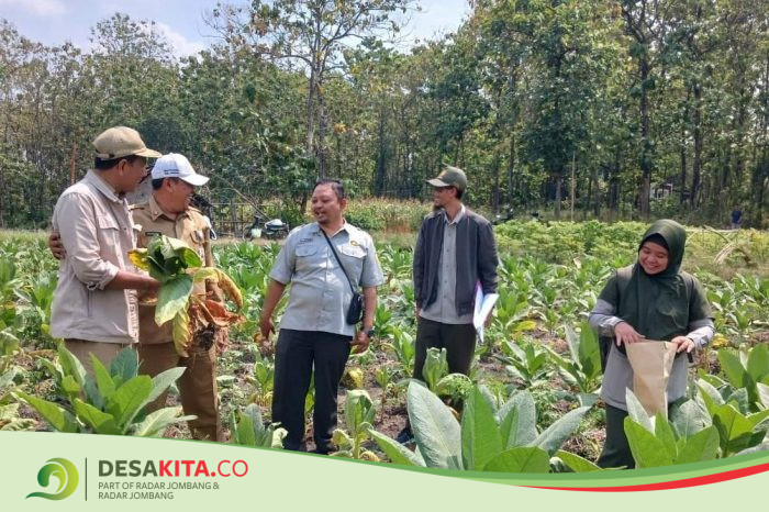 Petani Tembakau Jombang Resah, Pemdes Tanjungwadung dan Disperta Bergerak Cepat