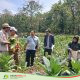 Petani Tembakau Jombang Resah, Pemdes Tanjungwadung dan Disperta Bergerak Cepat