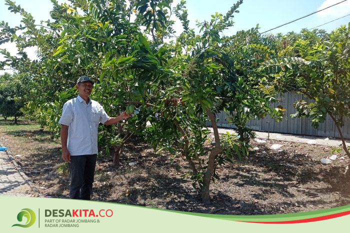 Tak Cuma Jadi Penghias Alun-Alun Desa, Kebun Buah Carangrejo Jombang Bisa Dipetik Gratis